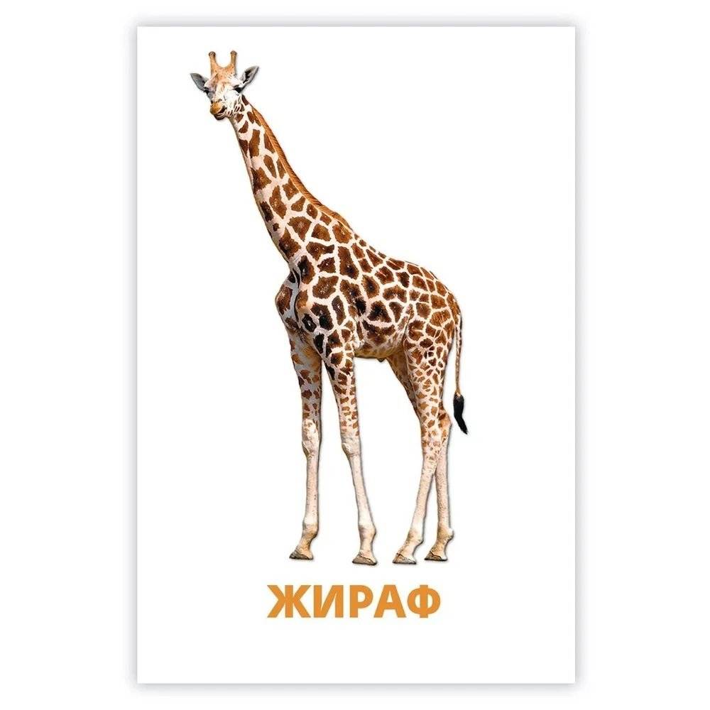 Развивающие карточки. Дикие животные фото книги 3