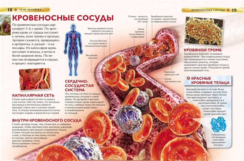 Тело человека фото книги 3