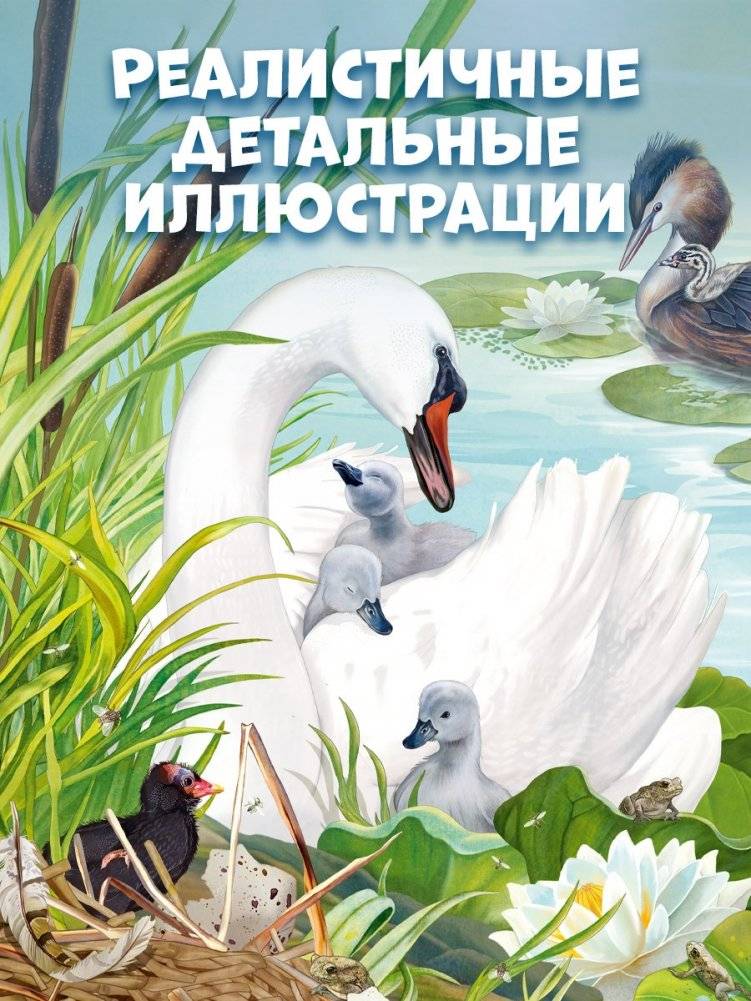 Секреты животных озера. Визуальная энциклопедия фото книги 3