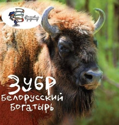 Зубр: белорусский богатырь | The European Bison: A Belarusian Hero