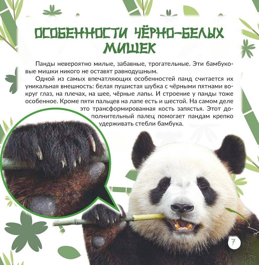 Панда: всё о забавных мишках фото книги 4