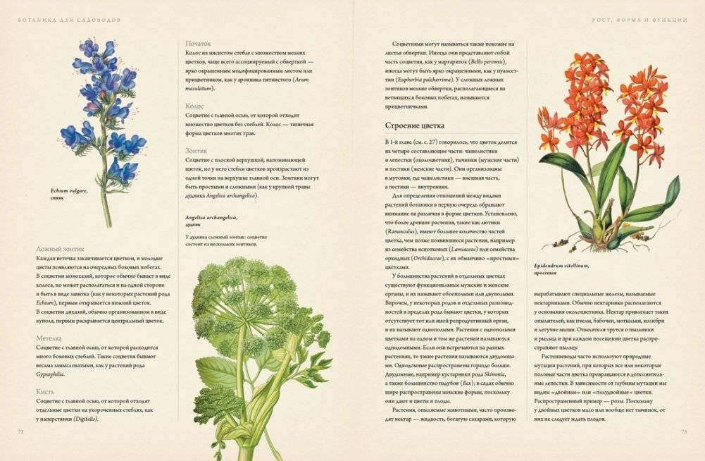 Ботаника для садоводов фото книги 3