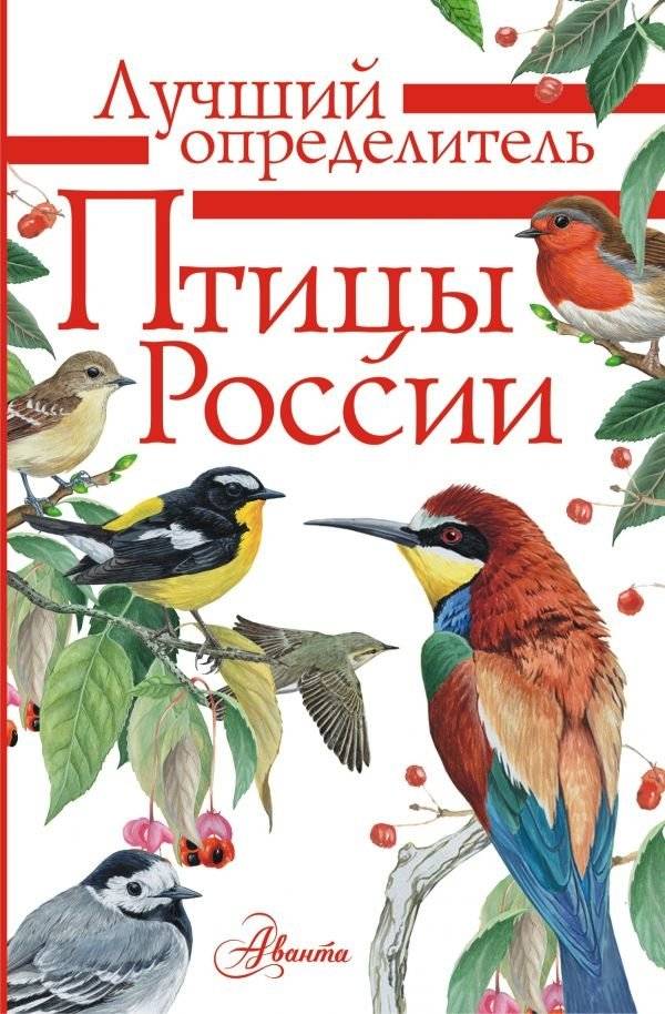 Птицы России | Birds of Russia