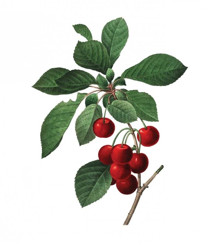 Instant Wall Art Vibrant Botanical Prints фото книги 2