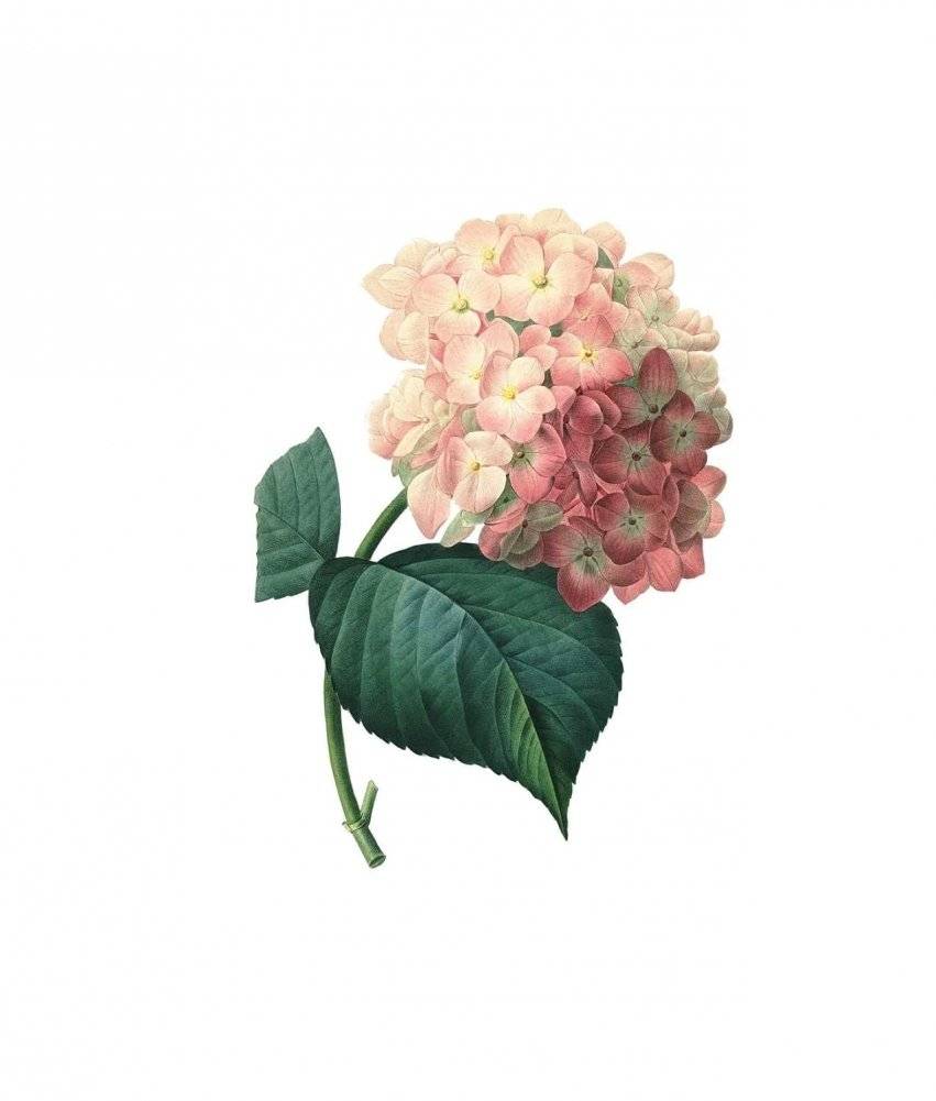 Instant Wall Art Vibrant Botanical Prints фото книги 4