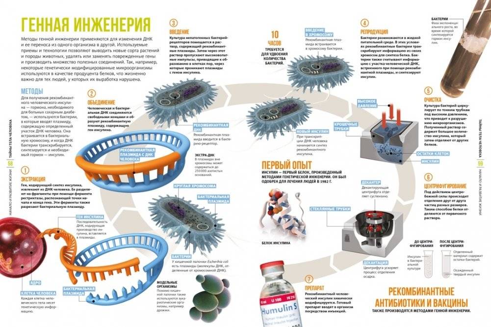 Тайны тела человека. Большая иллюстрированная энциклопедия фото книги 7