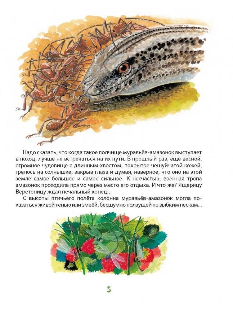 Приключения храброго муравья фото книги 6
