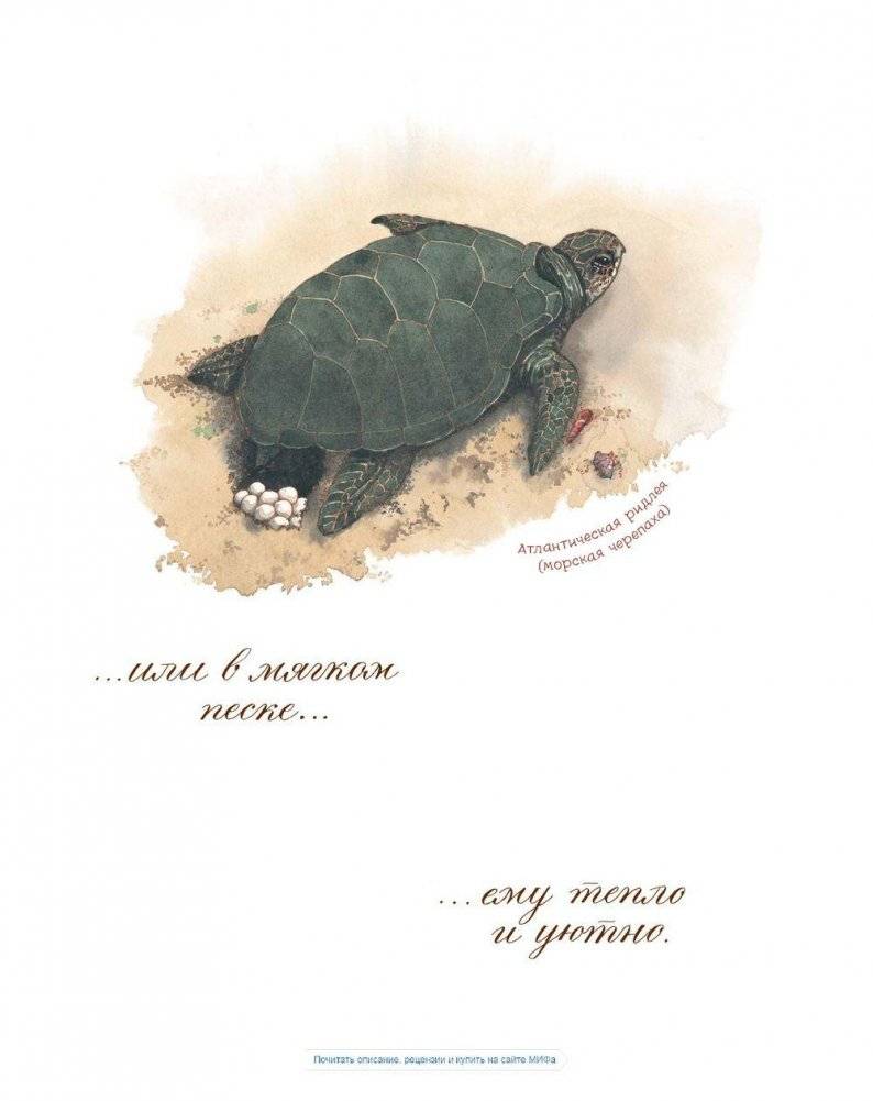 Яйцо любит тишину фото книги 7