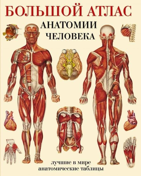 Большой атлас анатомии человека. Лучшие в мире анатомические таблицы | Comprehensive Human Anatomy Atlas: World's Best Anatomical Charts