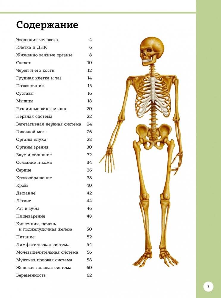 Первый атлас анатомии человека фото книги 2