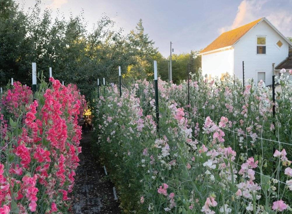 Sweet Pea School: Growing & Arranging the Garden’s Most Romantic Blooms фото книги 3