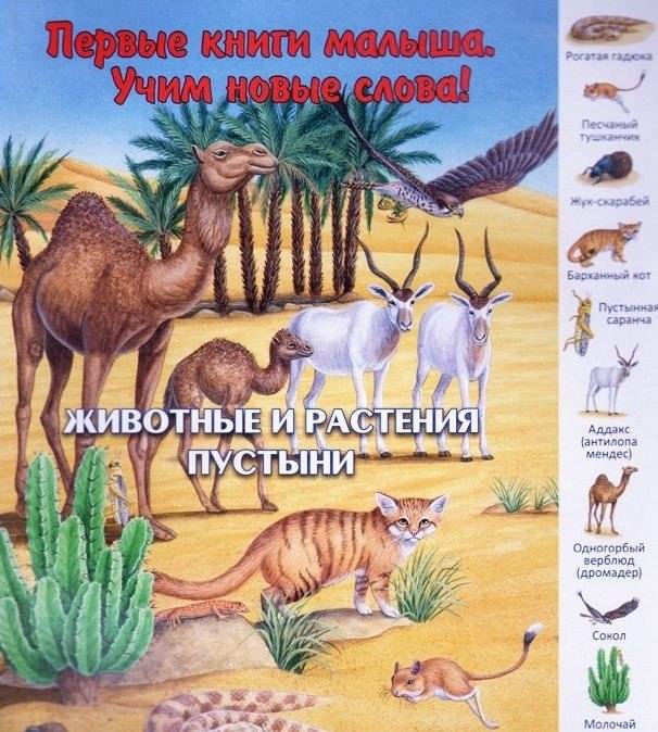 Животные и растения пустыни