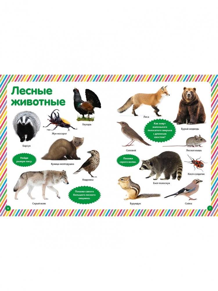 Моя первая фотокнига. Животные фото книги 3