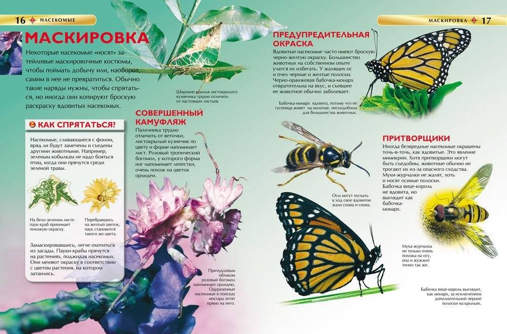 Насекомые. Детская энциклопедия фото книги 2