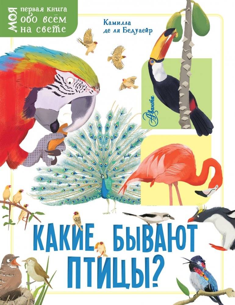 Какие бывают птицы? | What Kinds of Birds Are There?