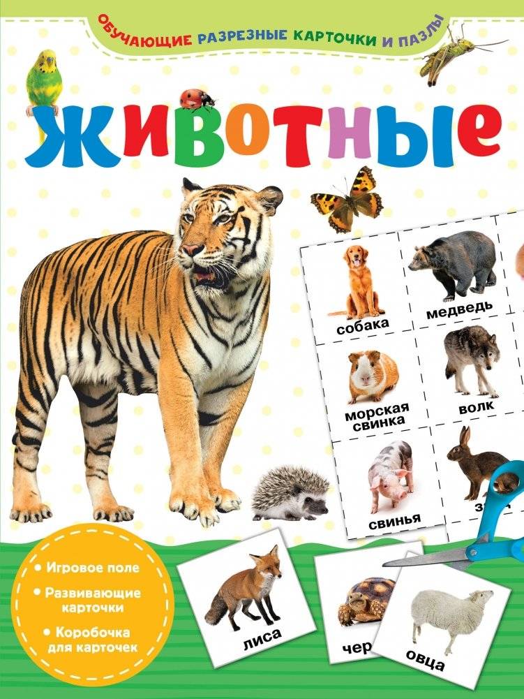 Животные | Animals