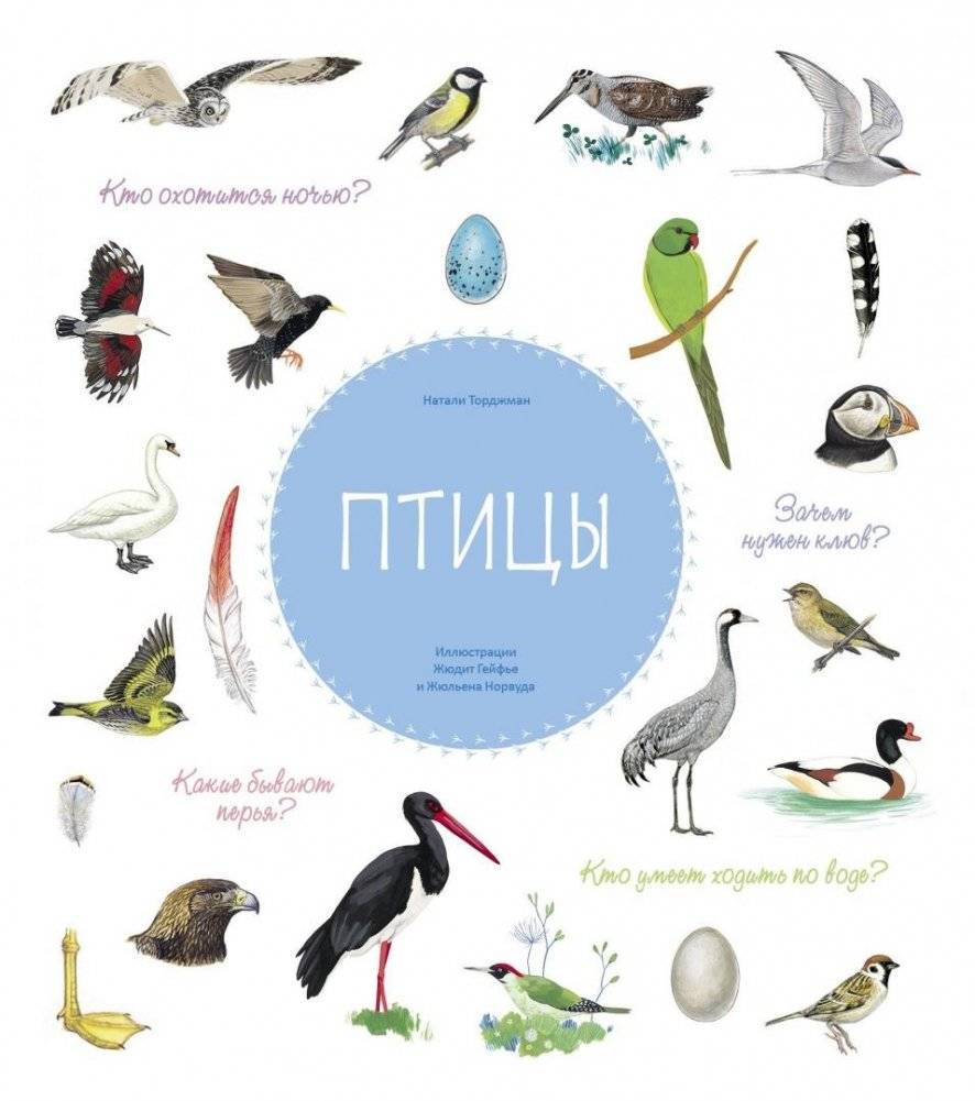 Птицы | Birds