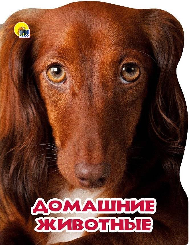 Мир животных. Домашние животные | The World of Animals: Domestic Pets