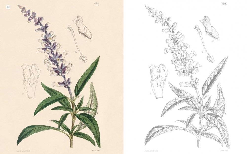 Kew Gardens Beautiful Flowers and Plants Colouring Book фото книги 3