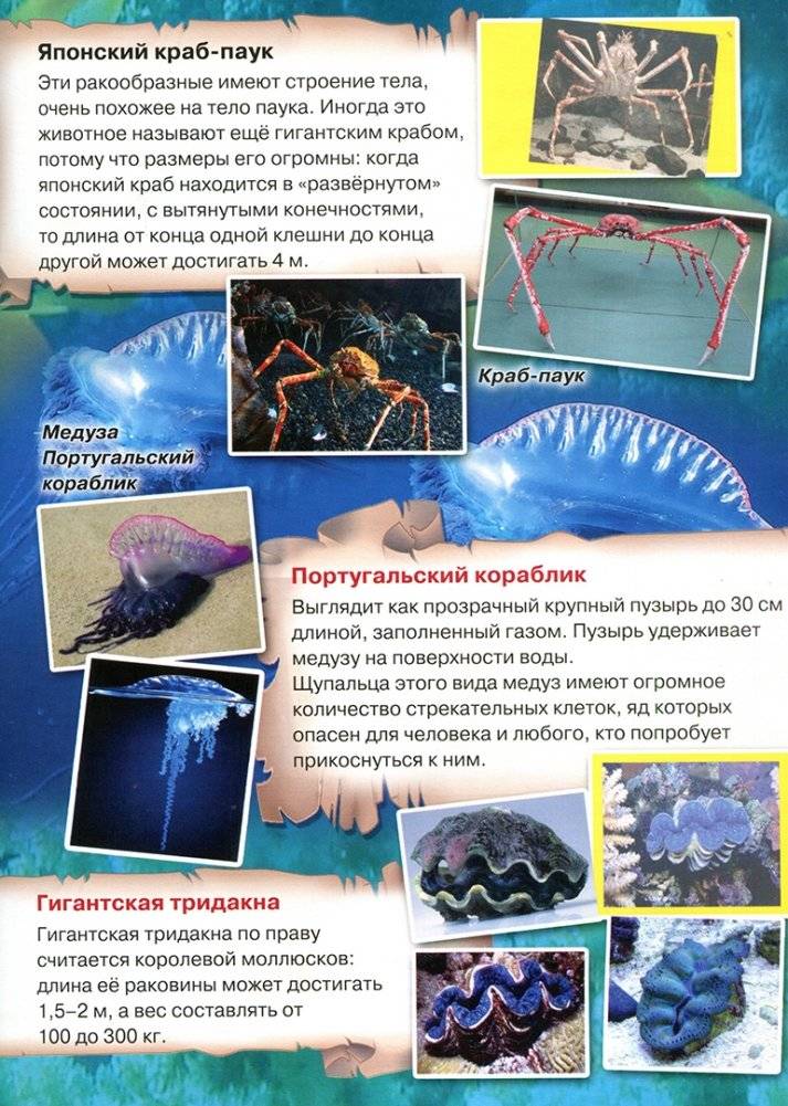 Атлас. Этот загадочный подводный мир фото книги 6