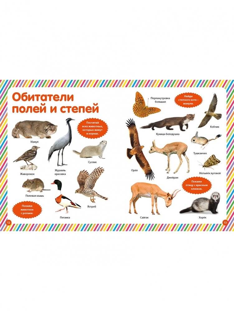 Моя первая фотокнига. Животные фото книги 4