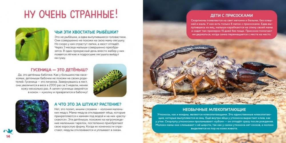 Моя первая книга о животных. 200 фотографий фото книги 4