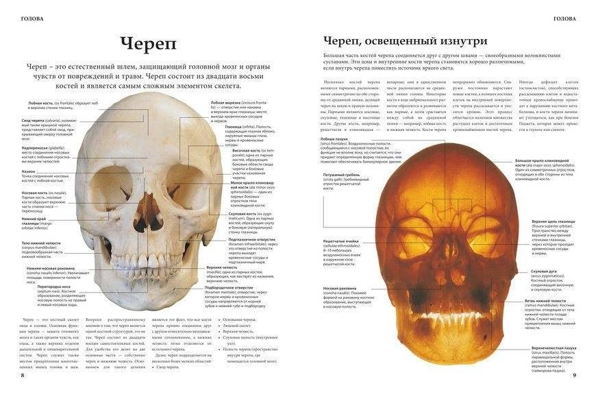 Анатомия человека фото книги 5