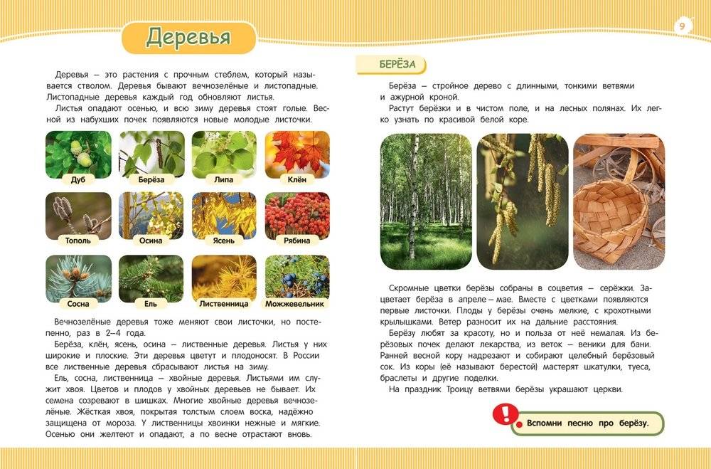 Мир растений | The World of Plants