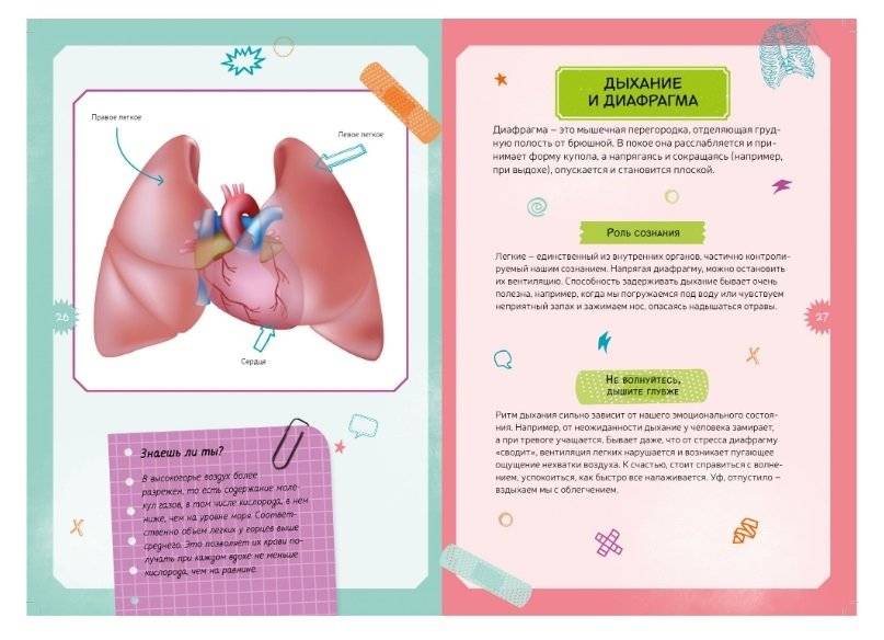 Детская энциклопедия. Тело человека фото книги 7