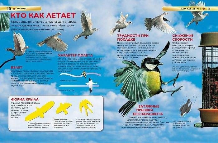 Птицы. Детская энциклопедия фото книги 2
