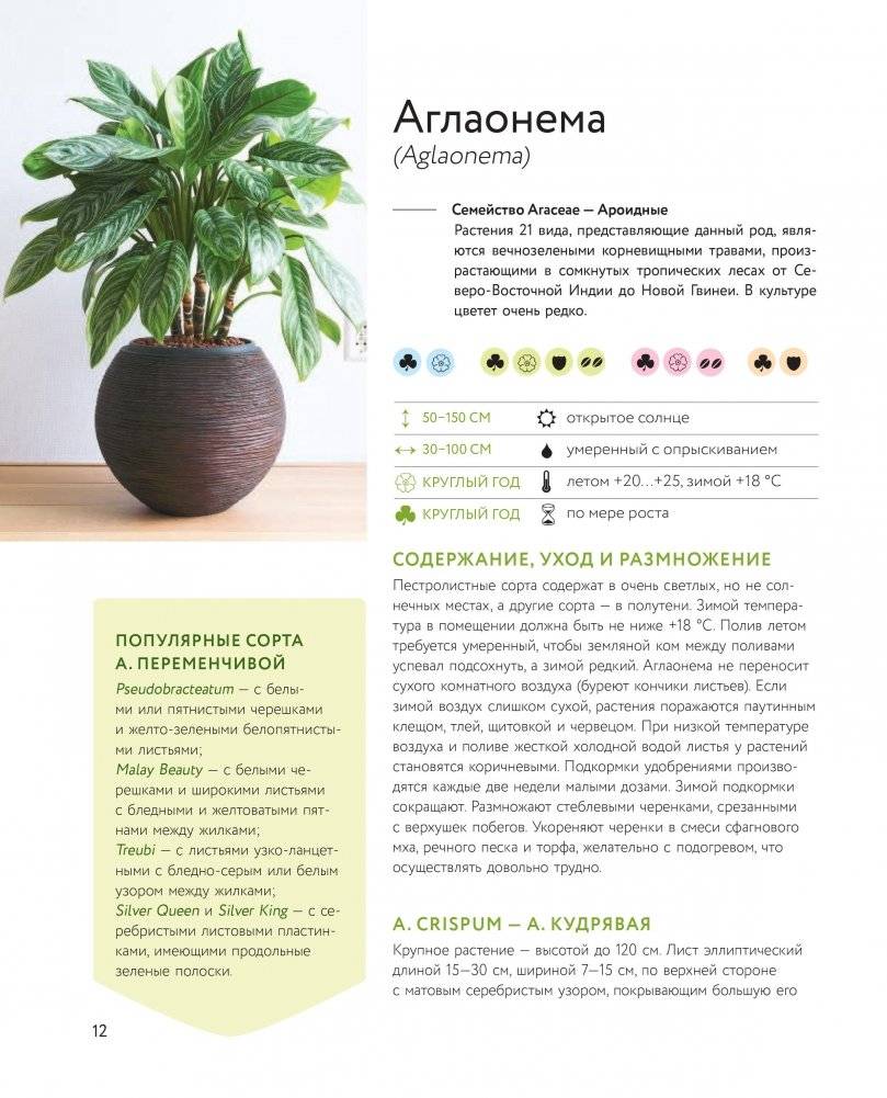 Зеленый оазис. Комнатные растения от А до Я фото книги 2