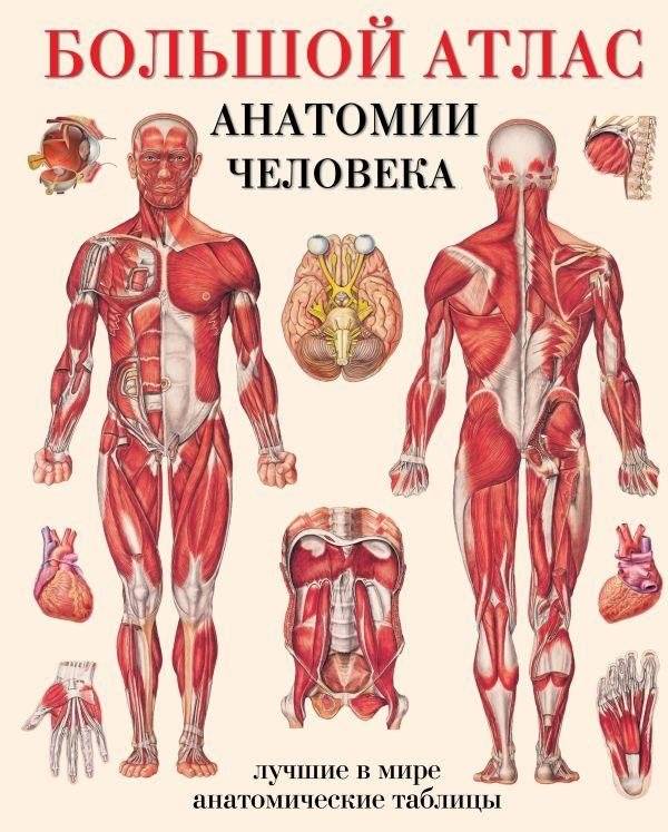 Большой атлас анатомии человека | Human Anatomy Atlas