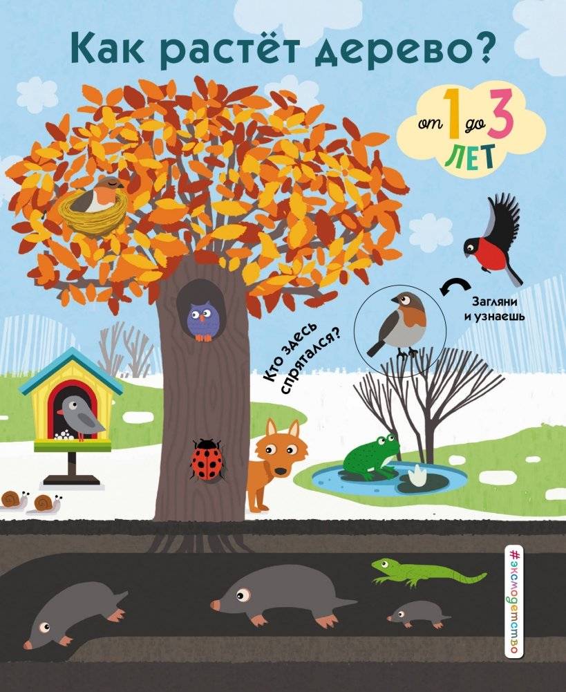 Как растет дерево? | How a Tree Grows?