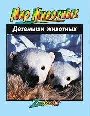 Детеныши животных | Animal Babies