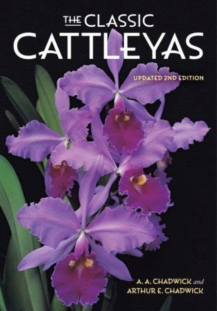 Classic cattleyas | Classic cattleyas