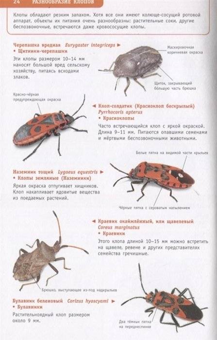 Насекомые России фото книги 4