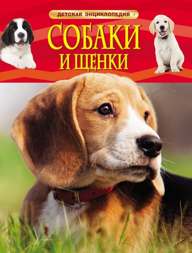 Собаки и щенки | Dogs and Puppies