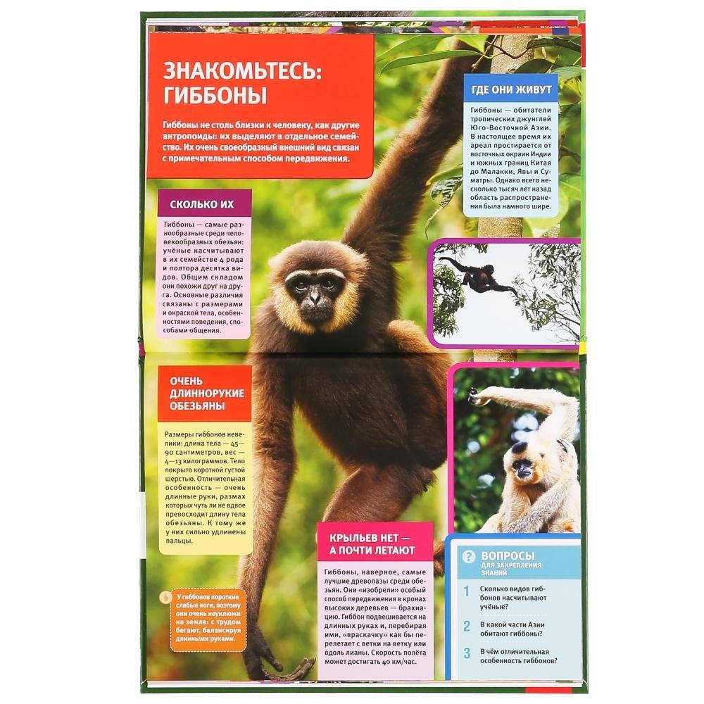 Большие обезьяны фото книги 4