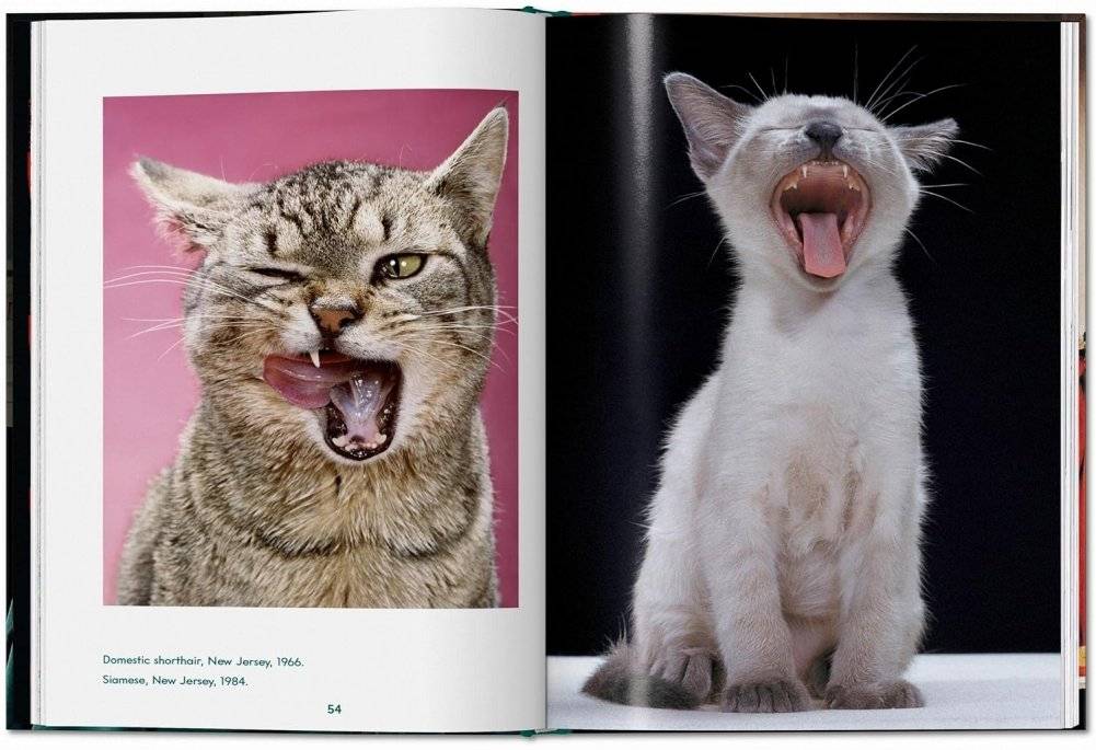 Walter Chandoha. Cats. Photographs 1942-2018 фото книги 4