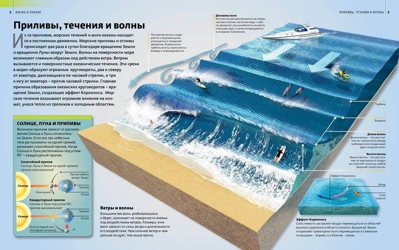 Жизнь в океане фото книги 4