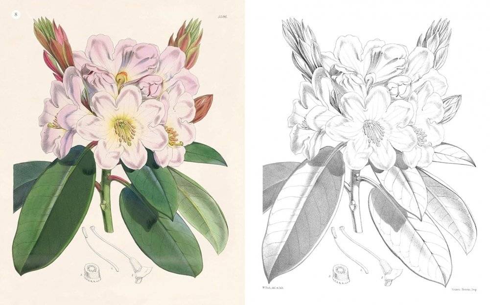 Kew Gardens Beautiful Flowers and Plants Colouring Book фото книги 2