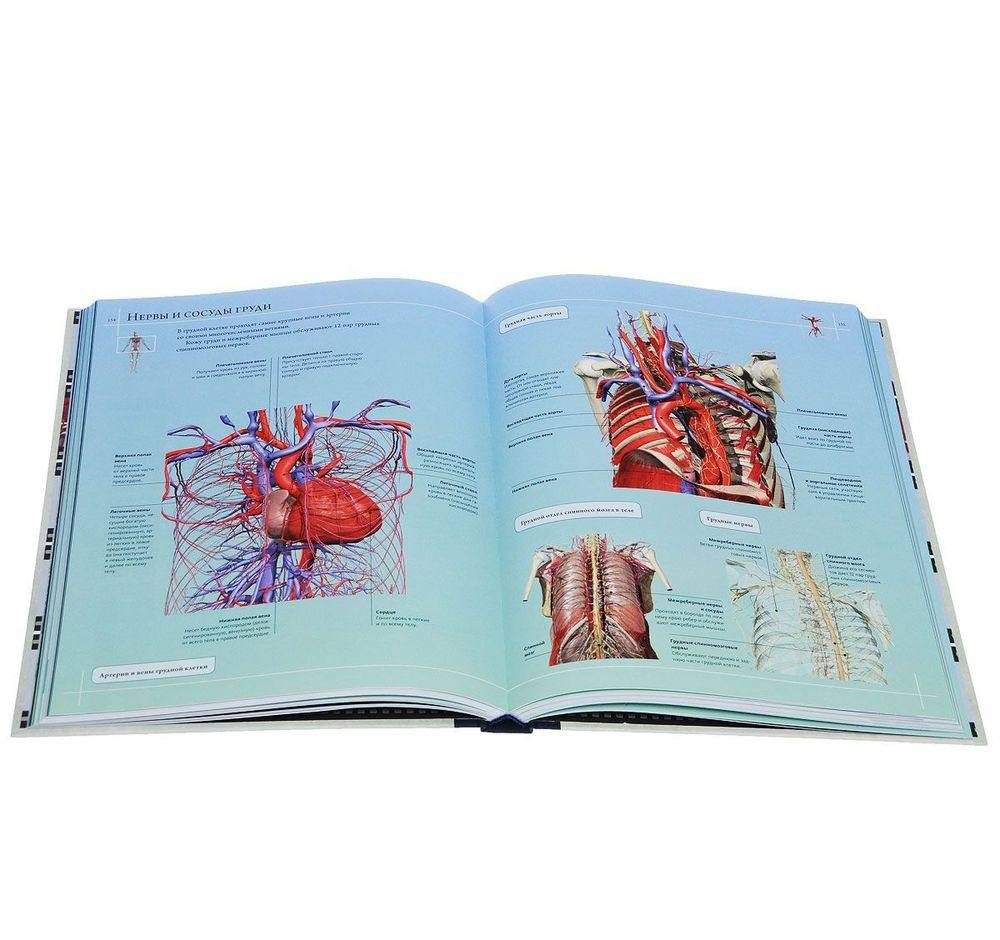 Анатомия человека 360°. Иллюстрированный атлас фото книги 3
