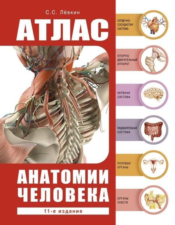 Атлас анатомии человека | Human Anatomy Atlas