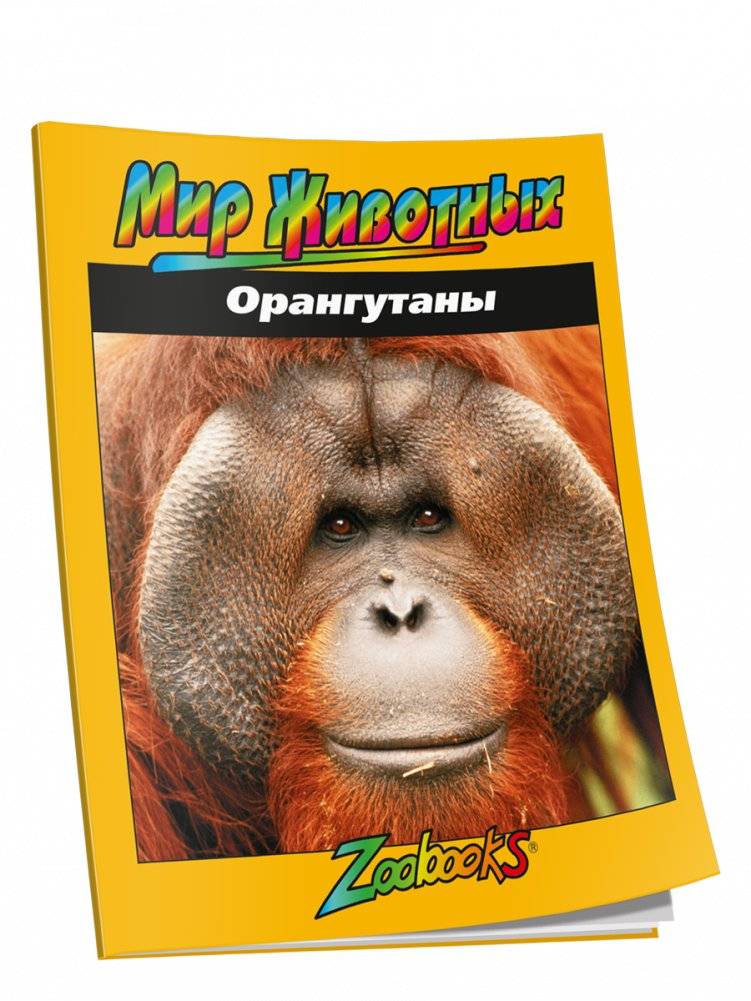 Орангутаны