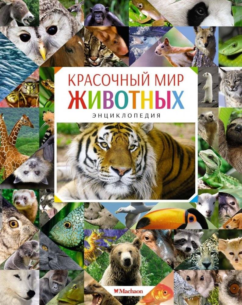Красочный мир животных. Энциклопедия | The Colorful World of Animals: An Encyclopedia