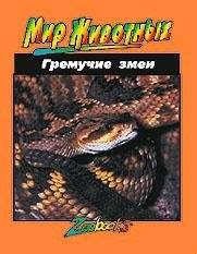 Гремучие змеи | Rattlesnakes