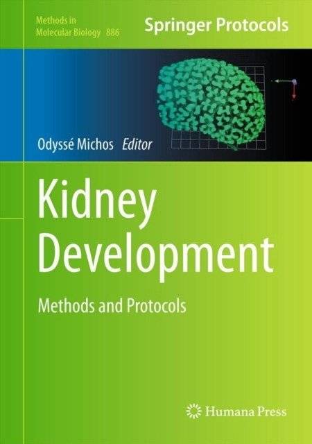 Развитие почек | Kidney Development