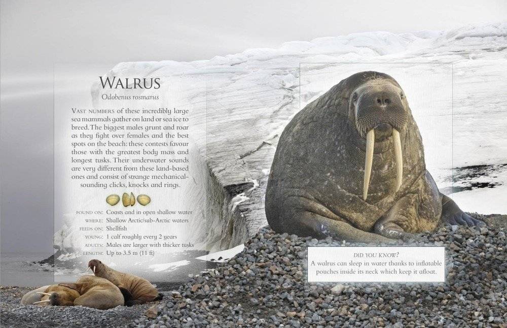 The Little Book of Ocean Animal Sounds фото книги 3