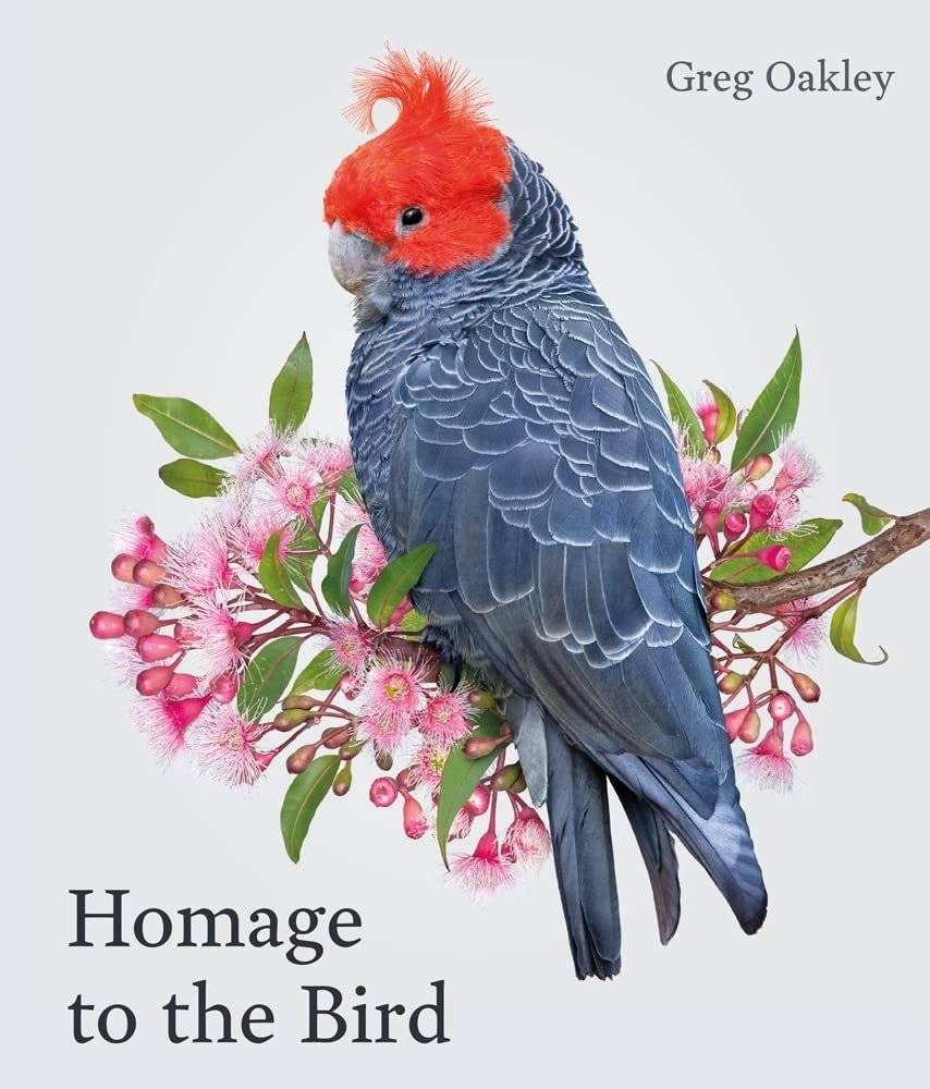 Тribute to the bird | Homage to the bird