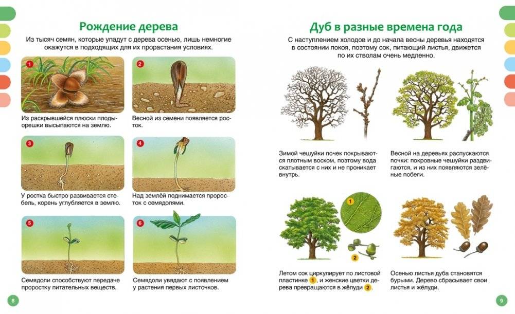 Жизнь леса фото книги 4